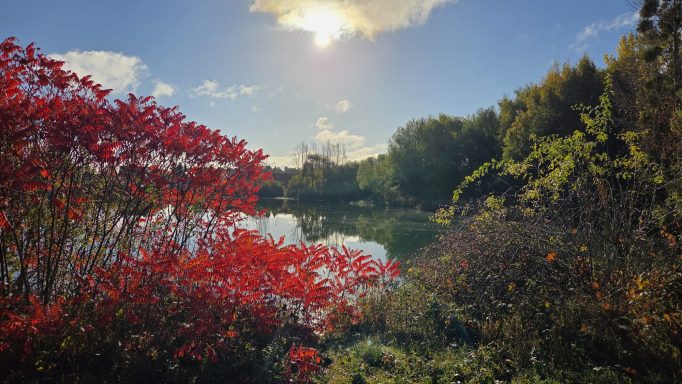 Herbstliche Landschaft mit roten Sträuchern und einem ruhigen See unter blauem Himmel.