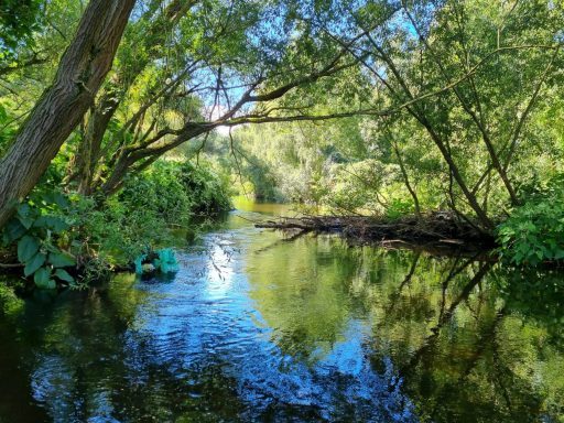 Ein ruhiger Fluss mit grünen Ufern, umgeben von Bäumen und strahlendem Sonnenlicht.