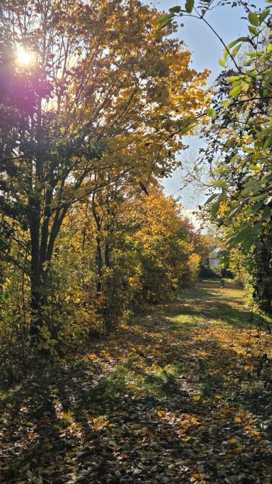 Herbstlicher Weg durch Bäume mit buntem Laub bei sonnigem Wetter.