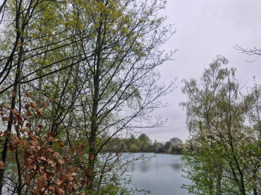 Blick auf einen See umgeben von Bäumen an einem bewölkten Tag.