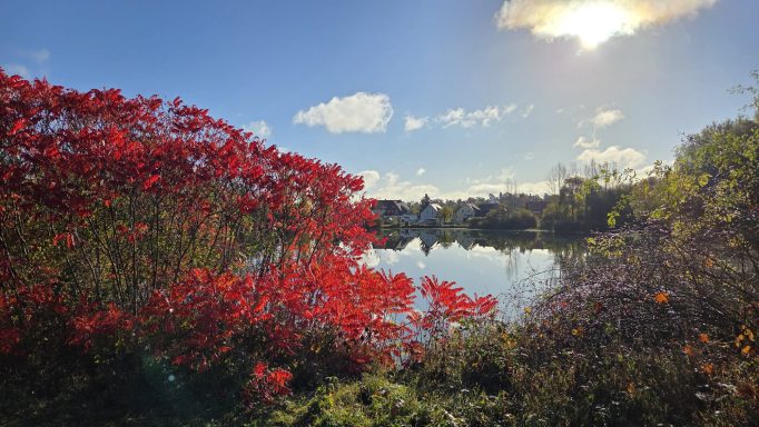 Rote Pflanzen im Vordergrund, entspannender See und strahlender Himmel im Hintergrund.