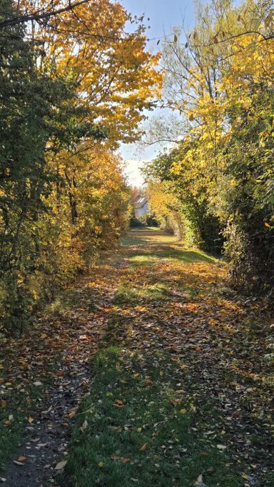 Herbstlicher Waldweg mit buntem Laub und sonnigem Himmel.