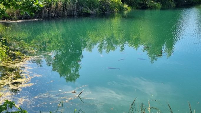 Klares, grünes Wasser mit Bäumen am Ufer und teilweise schwimmenden Fischen.