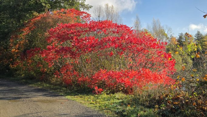Bunte Sträucher mit leuchtend roten Blättern in einem herbstlichen Landschaftsbild.