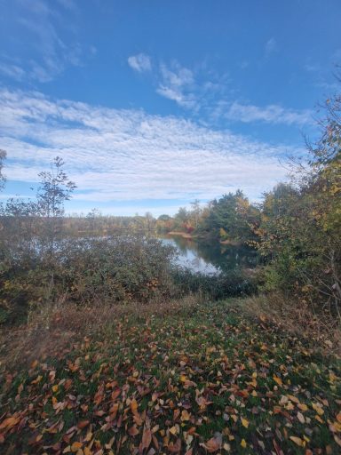 Herbstliche Landschaft mit Laub, Wasser und bewölktem Himmel.
