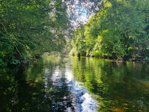 Ein ruhiger Fluss, umgeben von üppigem, grünem Baumwald und reflektierenden Wasseroberflächen.