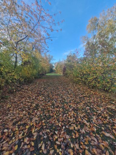 Ein schmaler Weg, umgeben von buntem Herbstlaub und Bäumen, unter klarem Himmel.
