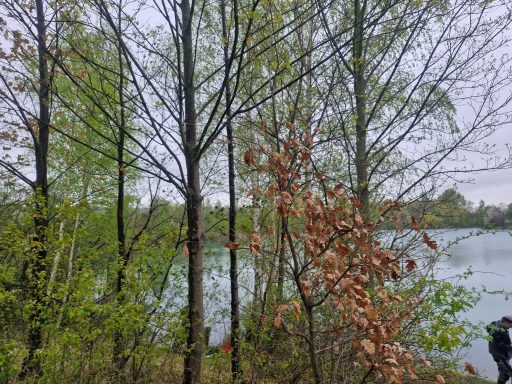 Bäume am Ufer eines ruhigen Gewässers, umgeben von frischem Laub und herbstlichen Blättern.