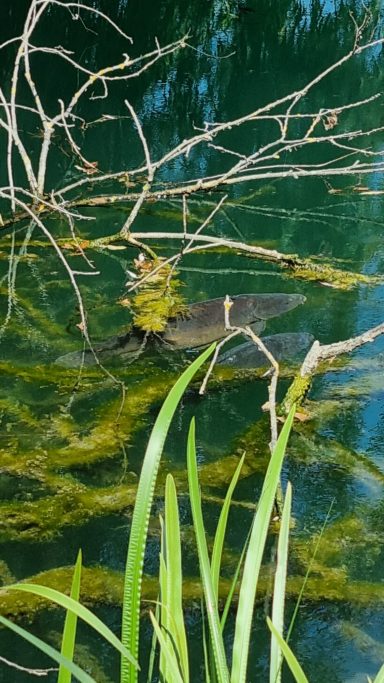 Ein Teich mit grünem Wasser, Wasserpflanzen und einem versteckten Tier im Vordergrund.
