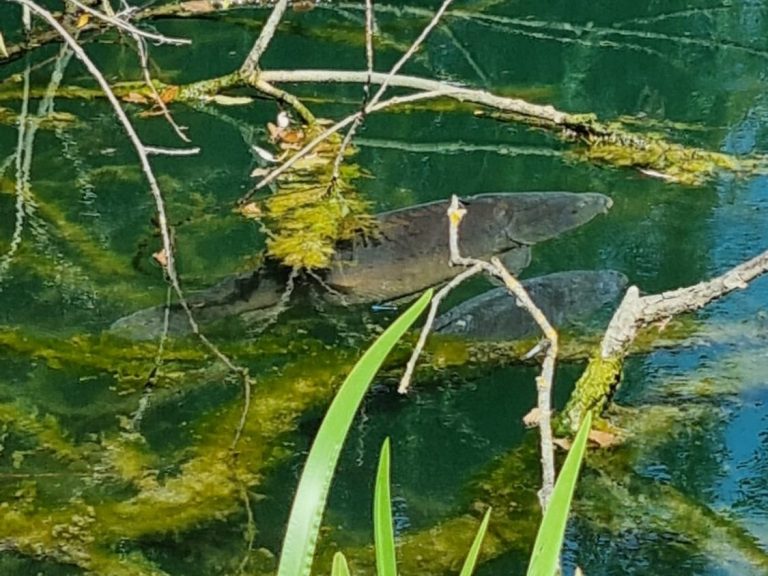 Ein Fisch schwimmt zwischen Pflanzen in klarem Wasser.